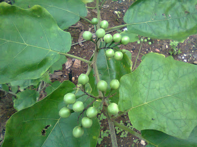 Manfaat Buah Rimbang