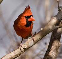 Outdoor Birds