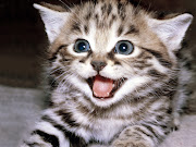 funny cat wallpaper (funny cat wallpaper )