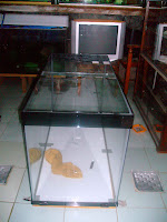 jual aquarium louhan