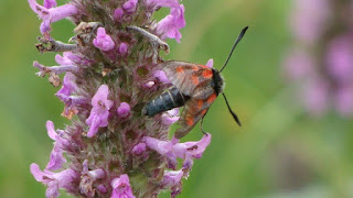 Zygaena (Zygaena) loti DSC60346