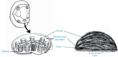  ciri organel khas yang dimiliki sel tumbuhan Pintar Pelajaran Struktur dan Fungsi Kloroplas - Gambar
