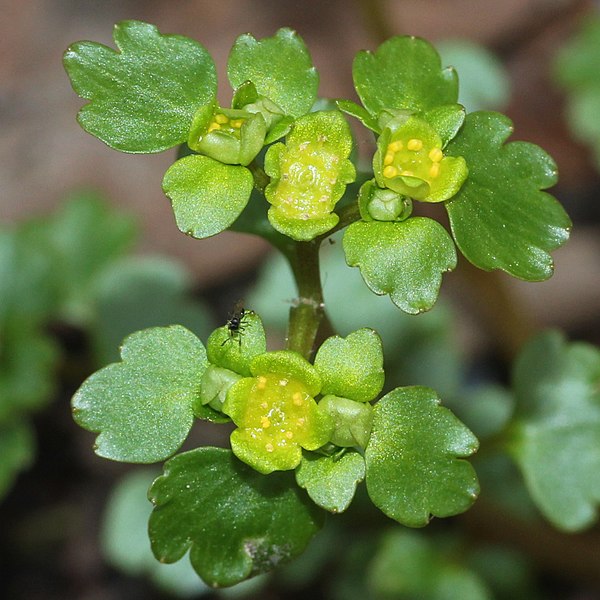 Селезёночник усатый (Chrysosplenium flagelliferum)