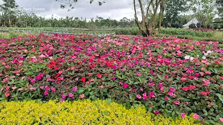 Perlas ng Silang Cavite
