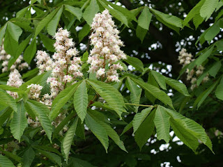 Marronnier commun - Aesculus hippocastanum - Marronnier d'Inde