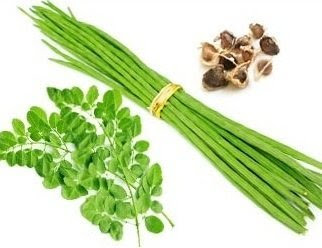  Moringa Drumstick Plants