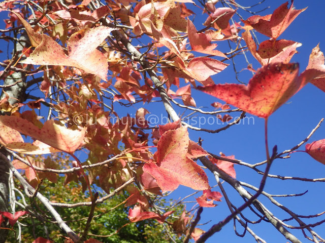 Wuling Farm maple autumn foliage