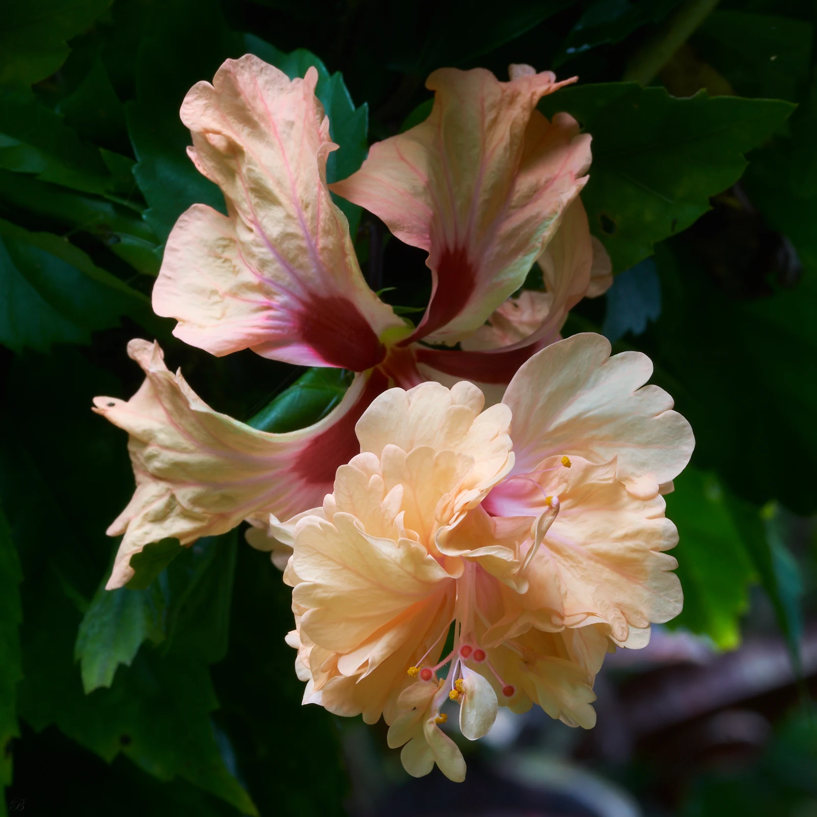 Over the years many different Hibiscus have graced our garden/temple. For now this pale version dominates. What it lacks in scent it more than makes up in beauty. As always, shot in our garden/ temple in the Philippines.    Sony Alpha a68 ~ Tamron 90mm 272E Macro Lens ~ ISO 100 ~ Shutter Speed 1/8s. ~ F/16 ~ Natural Light   Brian