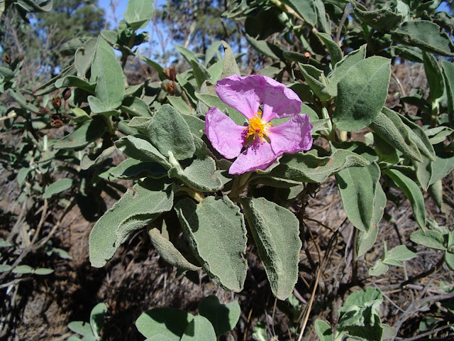 Cistus ocreatus