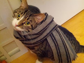 Funny cats - part 88 (40 pics + 10 gifs), cat wears a scarf