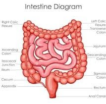 Small intestine diagram | Simple small intestine | Small intestine function