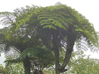 Cyathea borbonica - Fanjan mâle