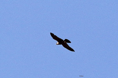 Peregrine Falcon (Shaheen)