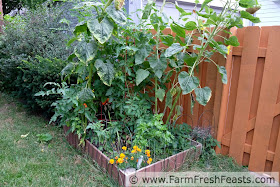 sunflowers and tomatoes in a raised garden bed