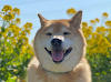 Marutaro, lo Shiba Inu più famoso del Giappone