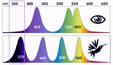 Resultado de imagen de Visión ultravioleta en aves