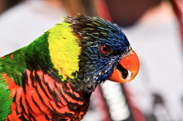 Exotic Creatures Long Beach Aquarium