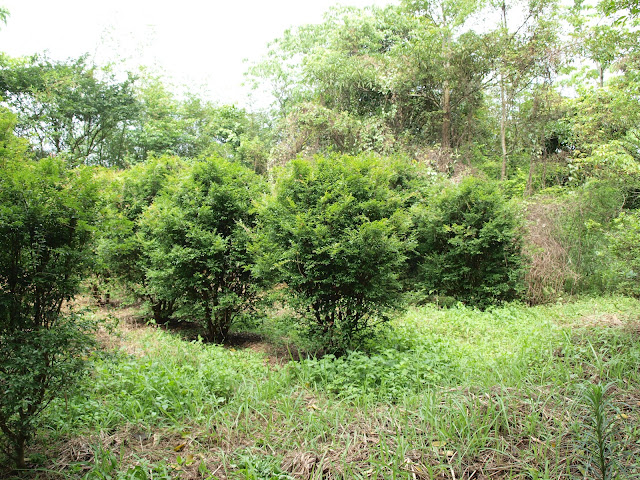 樹葡萄（嘉實果）植株