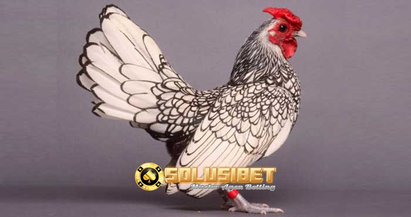 https://www.solusibet.com/sabung-ayam-online.htm