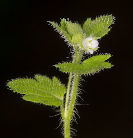 Ivy-leaved Speedwell, Veronica hederifolia subspecies lucorum.  Kemsing Down with the Orpington Field Club on 12 April 2014.