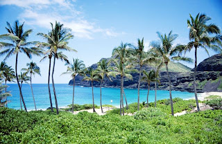 Coconut trees on Hawaiian beach