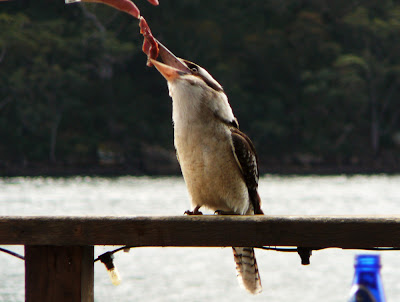 Photo - Cottage Point - Australia - Kookaburra