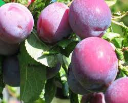 Buah Plum Kering