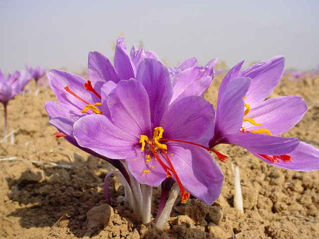 Củ Giống Hoa Nghệ Tây Tím (Crocus Sativus)