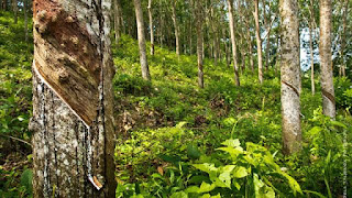 Di Jual Kebun Karet dan Durian di Aceh Tenggara