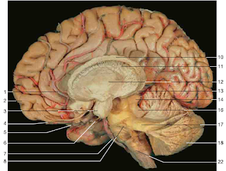 Brain Mapping explained  