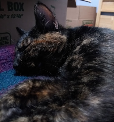 A sleepy tortie cat