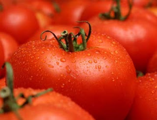 Cara Memilih dan Menyimpan Buah Tomat yang Baik Pintar Pelajaran Cara Memilih dan Menyimpan Buah Tomat yang Baik