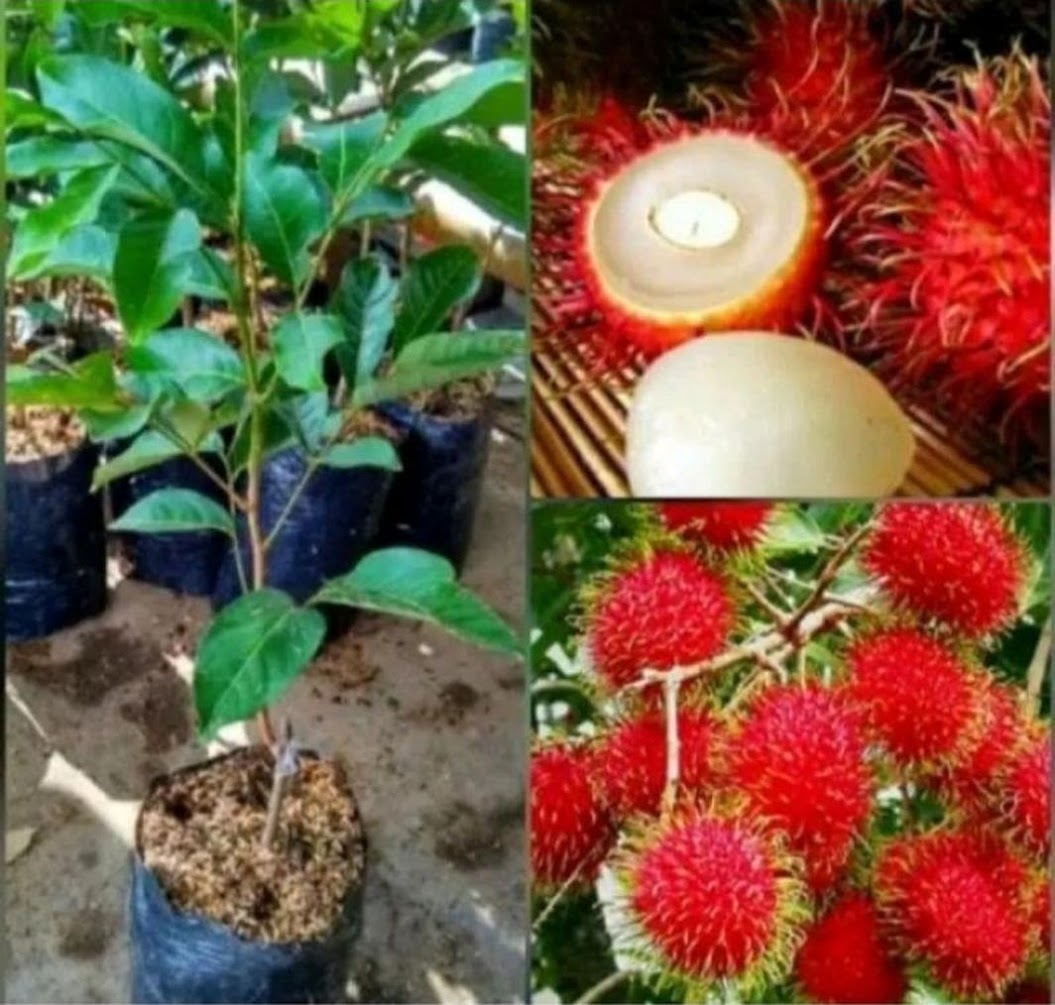 Buah Rambutan Binjeh Binjai Cepat Berbuah Sabang