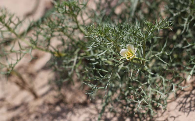 Peganum Harmala Flowers Pictures