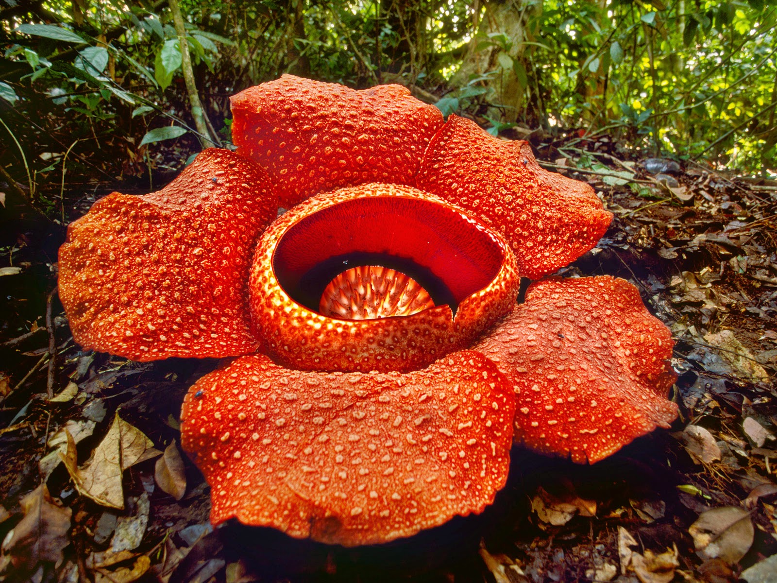 Flowers Rafflesia Arnoldii 