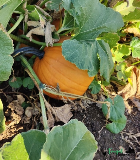 how to grow pumpkins from seeds