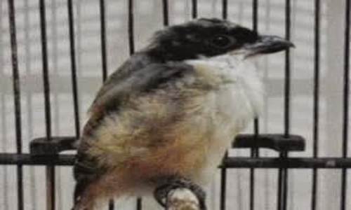 http://miefbird.blogspot.com/2016/08/tips-cara-perawatan-burung-cendet-yang.html