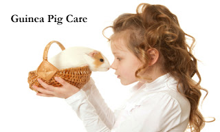 Handling and Caring of Guinea Pigs