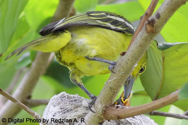 Common Iora with Chicks