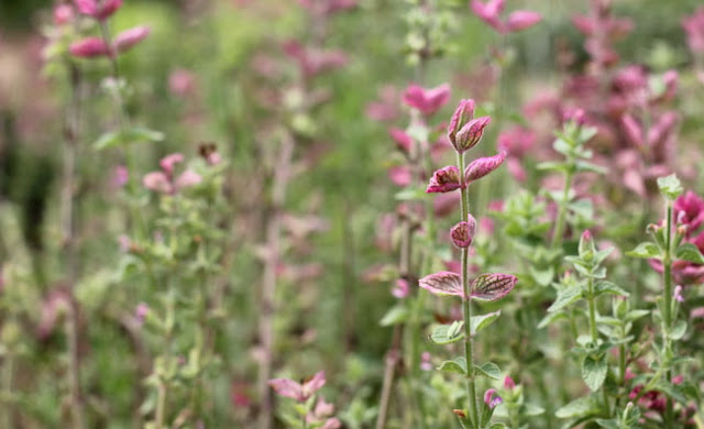 Annual Clary Sage