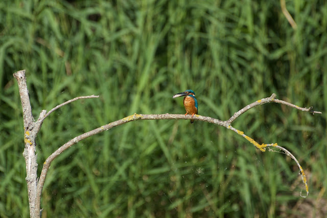 RSPB Rye Meads - Common Kingfisher छोटा किलकिला, राम चिरैया, शरीफन, निता मछराला  (Alcedo atthis)