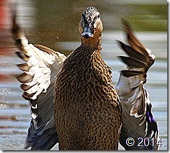 IMG_4522