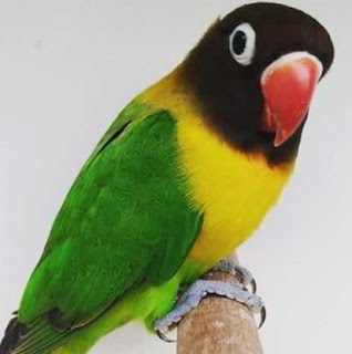 Harga Lovebird Dakocan Beserta Ciri-Ciri dan Gambarnya