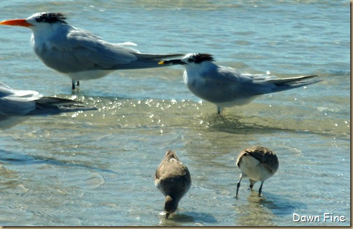 Sanibel Shell and birds_157