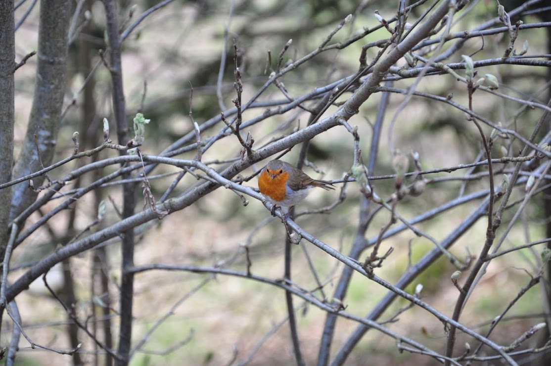 Aira Force Circular Walk, Ullswater, Lake District