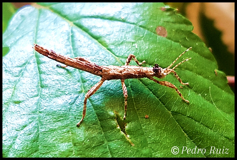 Ninfa macho L2 de Hesperophasma sp. "La Cienaga", 1,9 cm de longitud