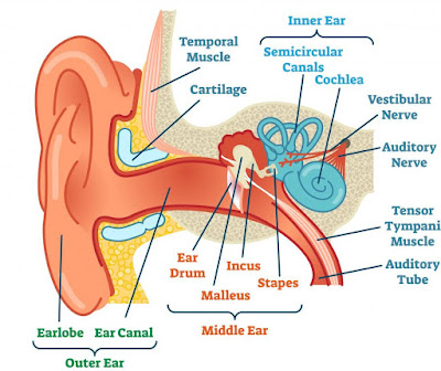 Simple ear diagrams | Ear diagram with labels | Inner ear diagram