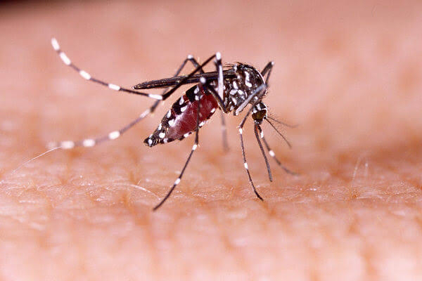 Municípios do Noroeste Fluminense apresentam alta incidência de dengue