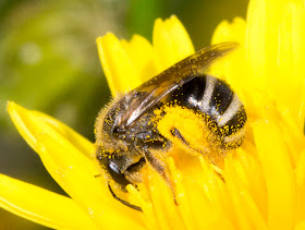 Bee on a yellow Composite.  Lasioglossum species.  Hayes Street Farm, 18 June 2015.