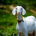 Abortion or miscarriage - in goats